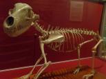 Alivio Tourist Park - O'Connor: Skeleton of Tasmanian Tiger in the National  Museum of Australia in Canberra. Free admission