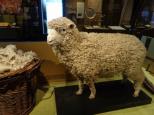 Alivio Tourist Park - O'Connor: Story of our wool industry National museum