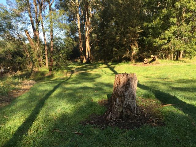 Cann River Rainforest Caravan Park - Cann River: Area for tents and camping.