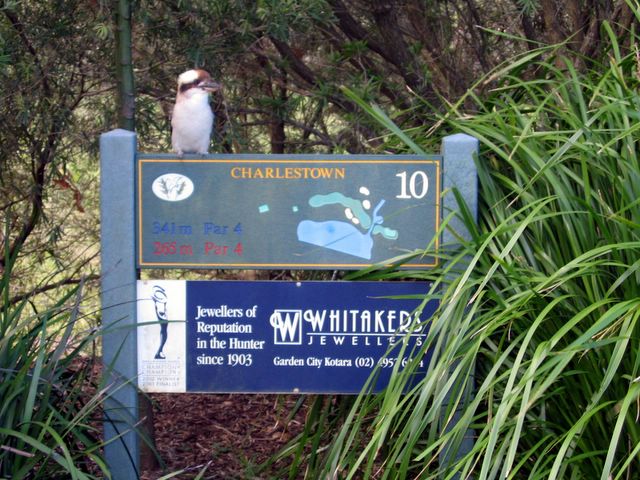 Charlestown Golf Course - Charlestown: Layout of Hole 10 - Par 4, 341 metres with kookaburra