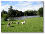 Williams River Caravan Park - Clarence Town: Friendly geese beside the river