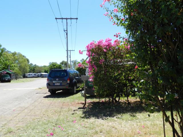 Cloncurry Caravan Park Oasis - Cloncurry: Some powered sites separated by bougainvillea