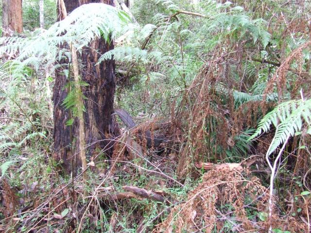 Bemm River Scenic Reserve - Club Terrace: A lyrebird on the track just in front of the tree,it wasn't bothered about us in the least,the movie was much better but can't download on this format,such is life.