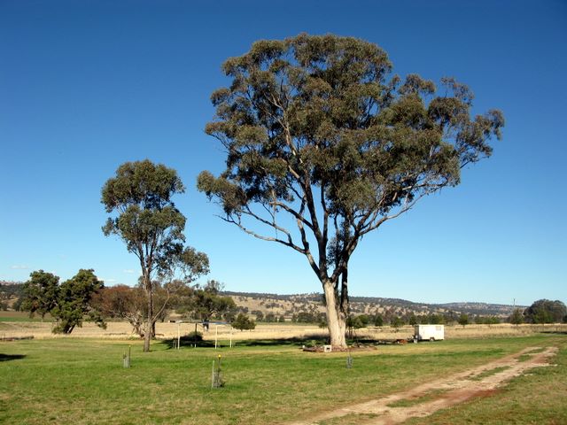 Glenron - Coolah: Overview of the camping ground
