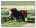 Glenron - Coolah: Welcoming cattle
