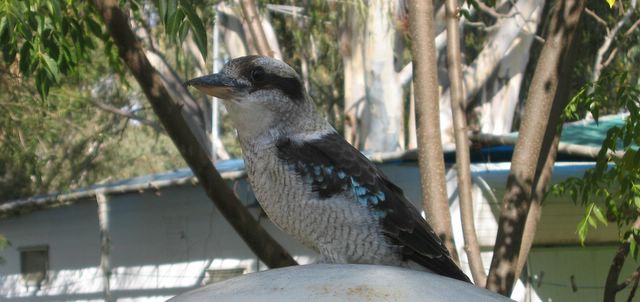 Rivergum Holiday Retreat 2006 - Corowa: Watchful friendly kookaburra