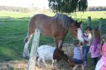 Taunton Farm Holiday Park - Cowaramup: Feed the animals