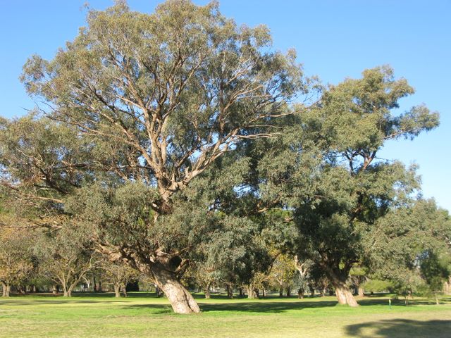 Cowra Golf Club - Cowra: Trees with a slant on Cowra Golf Course.