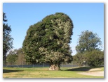 Cowra Golf Club - Cowra: One of many magnificent trees on the course.