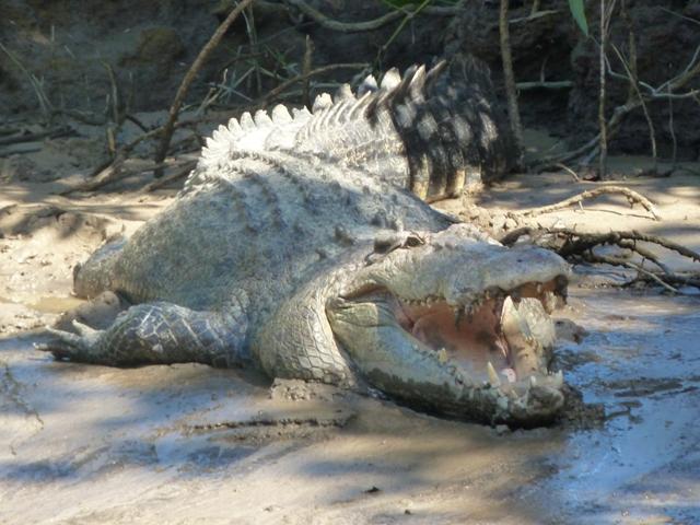Daintree Riverview Caravan Park - Daintree Village: male croc