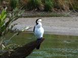Daintree Riverview Caravan Park - Daintree Village: pleanty of bird life