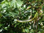 Daintree Riverview Caravan Park - Daintree Village: green tree snake