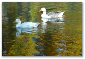 Snowy River Holiday Park - Dalgety: An abundance of bird life can be see in the park.