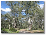 Darlington Point Riverside Caravan Park - Darlington Point: The park has magnificent gums trees along the river
