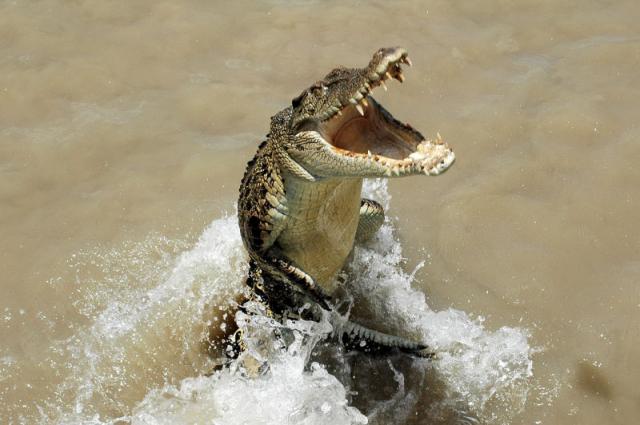 Hidden Valley Tourist Park - Darwin Berrimah: Jumping crocodiles