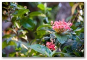 Shady Glen Tourist Park - Darwin Winnellie: Tropical gardens