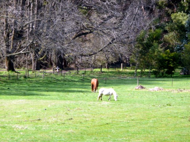 Jubilee Lake Holiday Park - Daylesford: Pleasant rural surrounds