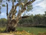 Twin Rivers Campground - Deniliquin:  Lots of truly majestic river side gum trees.