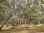 Twin Rivers Campground - Deniliquin:  Lots of shade and shelter from the hot weather. 