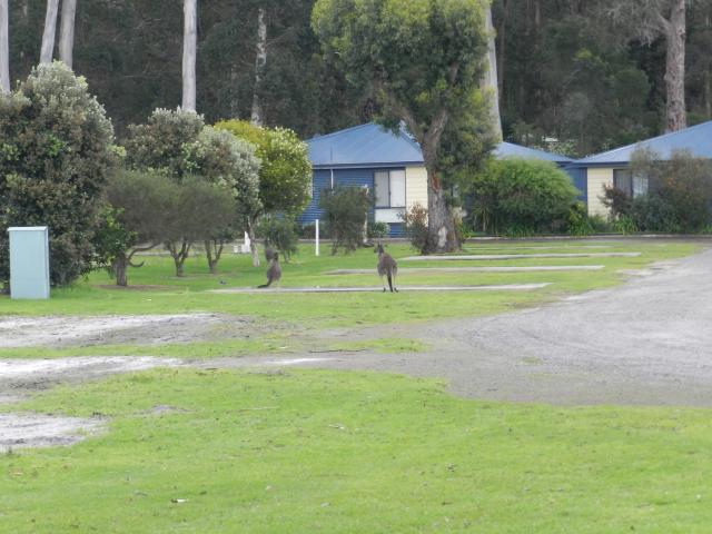 Denmark Rivermouth Caravan Park - Denmark: Powered sites with locals.