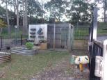 BIG4 Koala Shores Port Stephens Holiday Park - Lemon Tree Passage: Chicken coop next to herb garden but not many herbs growing because of winter I suspect