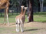 Dubbo City Holiday Park - Dubbo: Baby Giraffes only 7 weeks old at the zoo