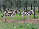 Dubbo City Holiday Park - Dubbo: Plains Zebra Dubbo zoo