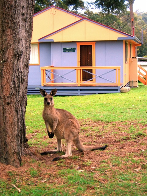 Durras Lake North Holiday Park - Durras North: Kangaroo visiting the park