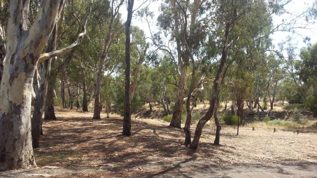 Echuca Lions Park - Echuca: Plenty of shade for rest and relaxation.