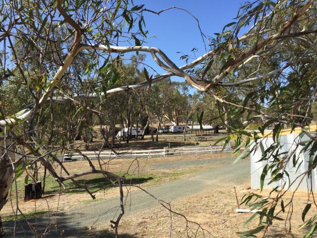 Rotary Park Free Camping - Echuca: Campsites beside the river.