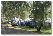 Bluegums Holiday Park - Eildon: Shady powered sites for caravans