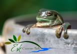 Esk Caravan Park - Esk: Our resident green frog at Esk Caravan Park