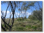 Fingal Holiday Park - Fingal Head: Natural bush vegetation dunes