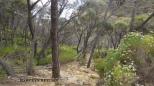 Harveys Return - Flinders Chase National Park: Bush walk.