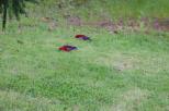 Freeburgh Cabins and Caravan Park - Freeburgh: King parrots - just one of the many species of birds here!
