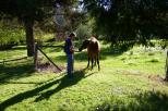 Freeburgh Cabins and Caravan Park - Freeburgh: Feeding the very friendly horse in the paddock behind our cabin.