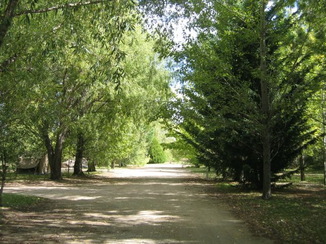 Blue Sapphire Caravan Park - Glen Innes: Shady trees along the road within the park