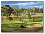 Glen Innes NSW - Glen Innes: Glen Innes NSW: The Australian Standing Stones 1.3km east of New England Highway