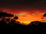 Glendambo Outback Resort - Glendambo: Great Sunrise