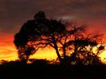 Glendambo Outback Resort - Glendambo: Great Sunrise