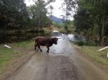 Gloucester Tops Riverside Caravan Park - Invergordon: highland cattle on the way to NP