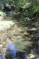 Gloucester Tops Riverside Caravan Park - Invergordon: One of the many clear creeks