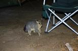 Gloucester Tops Riverside Caravan Park - Invergordon: Mr possum wanting a marshmellow