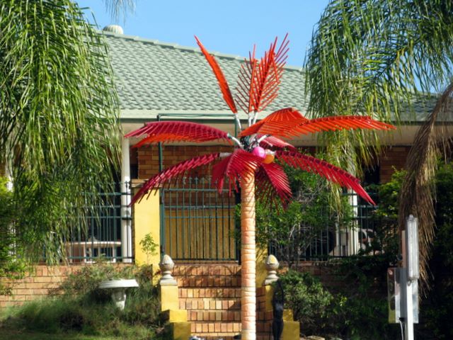 Gold Coast Canals - Gold Coast: Gold Coast Canals - Gold Coast Queensland - Album 3: A very different type of Palm Tree.