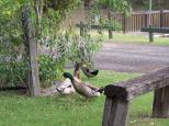 Goondiwindi Top Tourist Park - Goondiwindi: Resident ducks at the Tourist Park.
