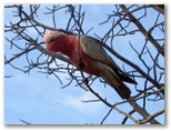 Goulburn South Caravan Park - Goulburn: The park has many native birds