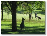 Grafton District Services Social Golf Club - Grafton: The course has lots of kangaroos.