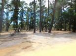 Plantation Campground - Halls Gap: Old Radiata Pine Forest