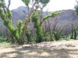 Troopers Creek Campground - North Grampians: THE EUCS ARE COMING BACK SLOWLY NEED MORE RAIN