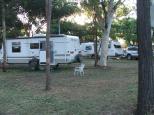 Greenvale Caravan Park and Cabins - Greenvale: Powered drive through sites